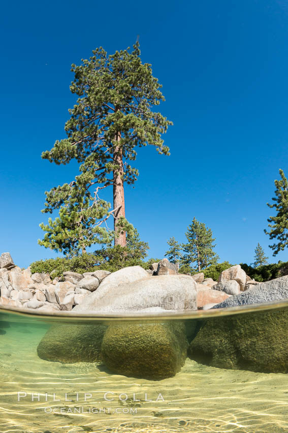 Split view of Trees and Underwater Boulders, Lake Tahoe, Nevada. USA, natural history stock photograph, photo id 32330