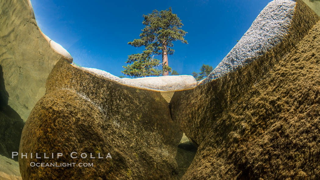 Split view of Trees and Underwater Boulders, Lake Tahoe, Nevada