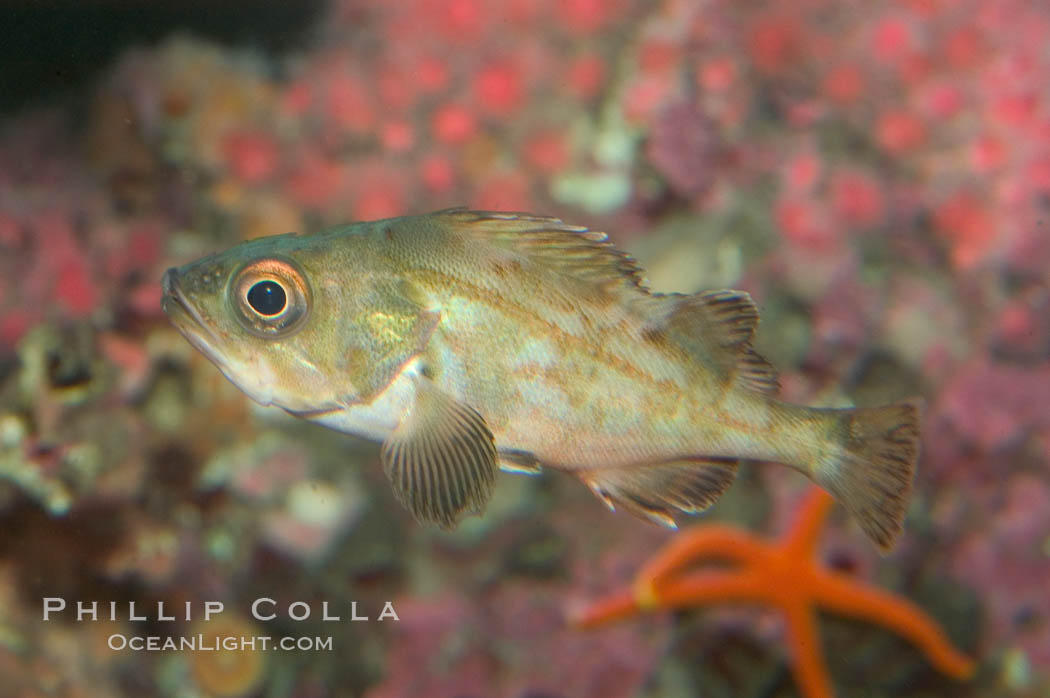 Splitnosed rockfish., Sebastes diploproa, natural history stock photograph, photo id 07893