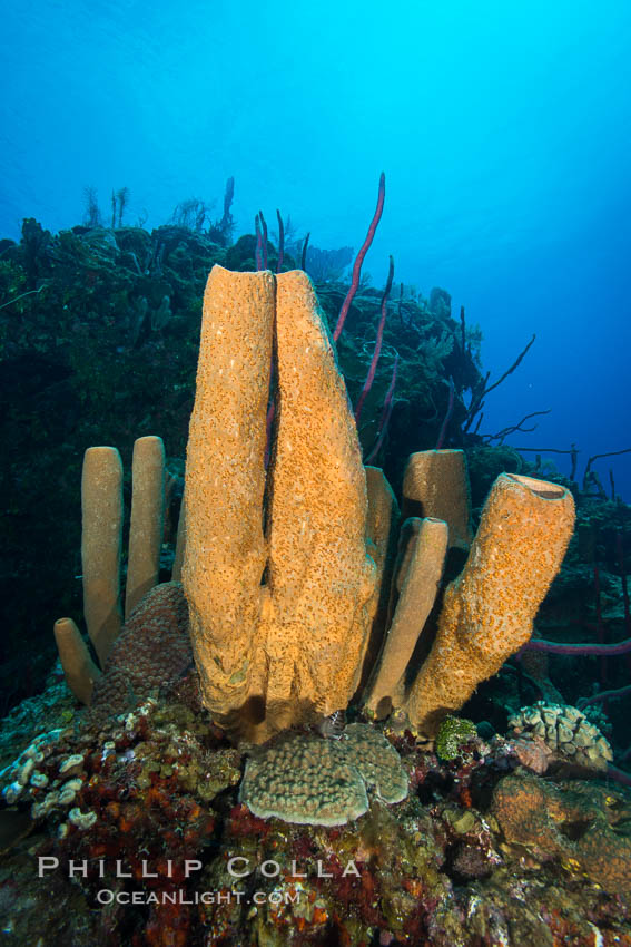 Sponges on Caribbean coral reef, Grand Cayman Island. Cayman Islands, natural history stock photograph, photo id 32100