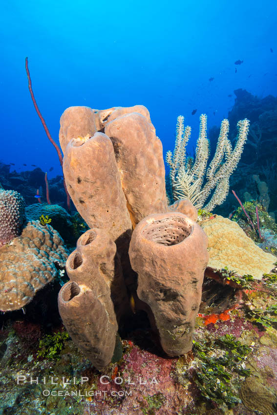 Sponges on Caribbean coral reef, Grand Cayman Island. Cayman Islands, natural history stock photograph, photo id 32176