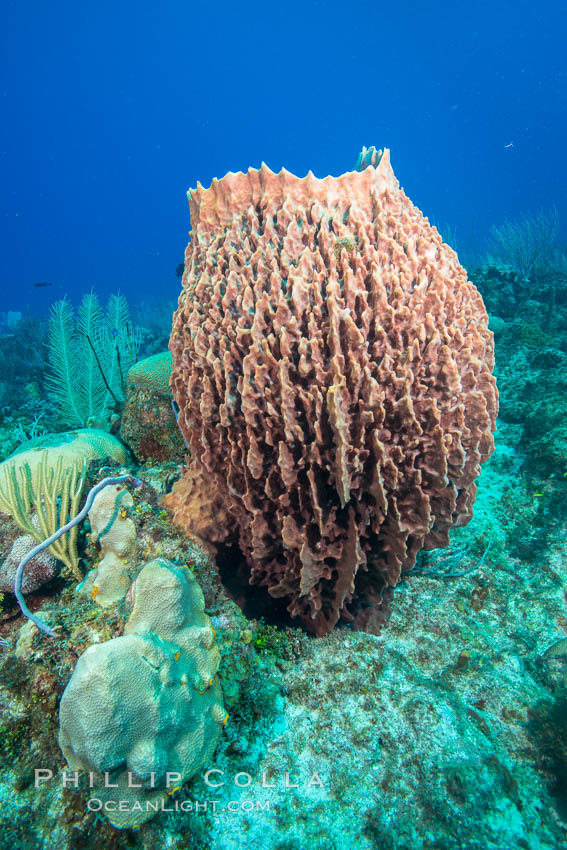 Sponges on Caribbean coral reef, Grand Cayman Island. Cayman Islands, natural history stock photograph, photo id 32188
