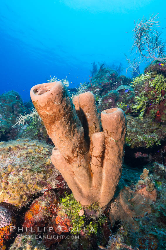Sponges on Caribbean coral reef, Grand Cayman Island. Cayman Islands, natural history stock photograph, photo id 32200