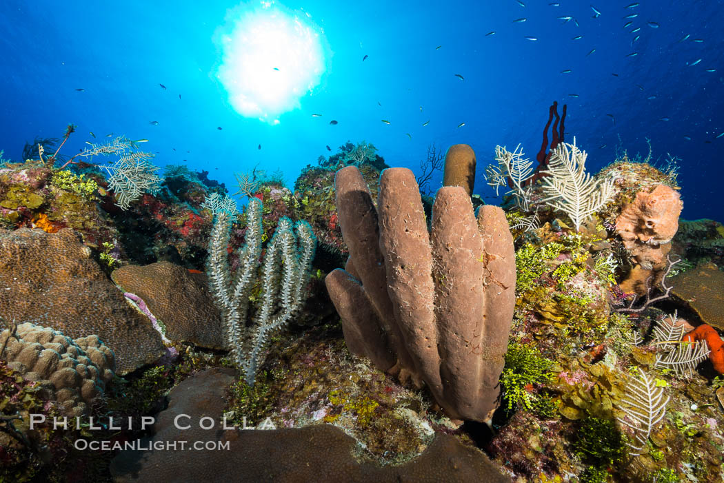 Sponges on Caribbean coral reef, Grand Cayman Island. Cayman Islands, natural history stock photograph, photo id 32035