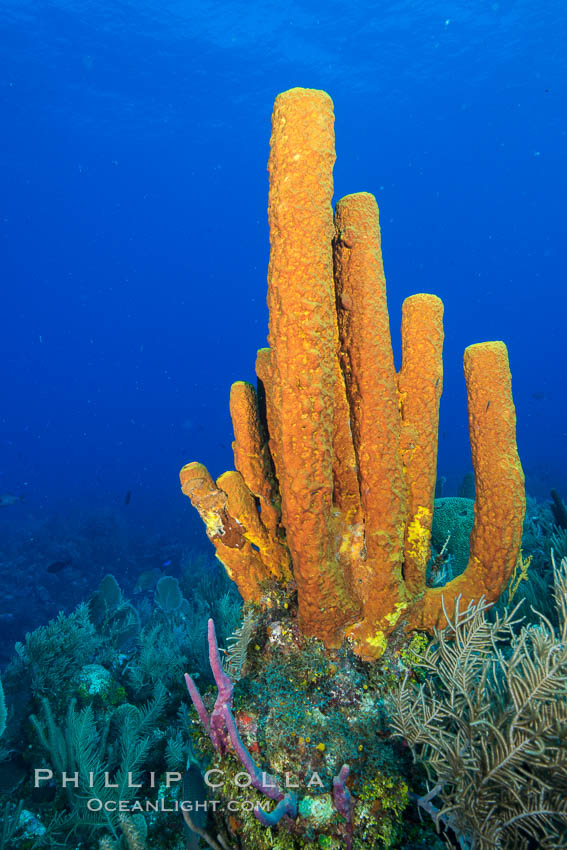 Sponges on Caribbean coral reef, Grand Cayman Island. Cayman Islands, natural history stock photograph, photo id 32057