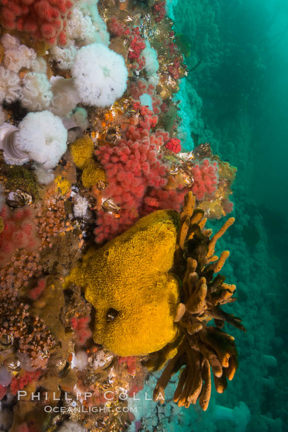 Colorful anemones and soft corals, bryozoans and sponges the rocky reef in a kelp forest near Vancouver Island and the Queen Charlotte Strait.  Strong currents bring nutrients to the invertebrate life clinging to the rocks. British Columbia, Canada, Gersemia rubiformis, natural history stock photograph, photo id 34388