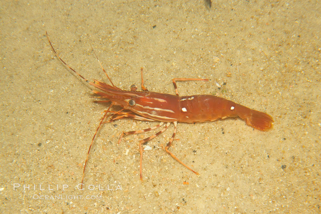Spot prawn., Pandalus platycaros, natural history stock photograph, photo id 12874