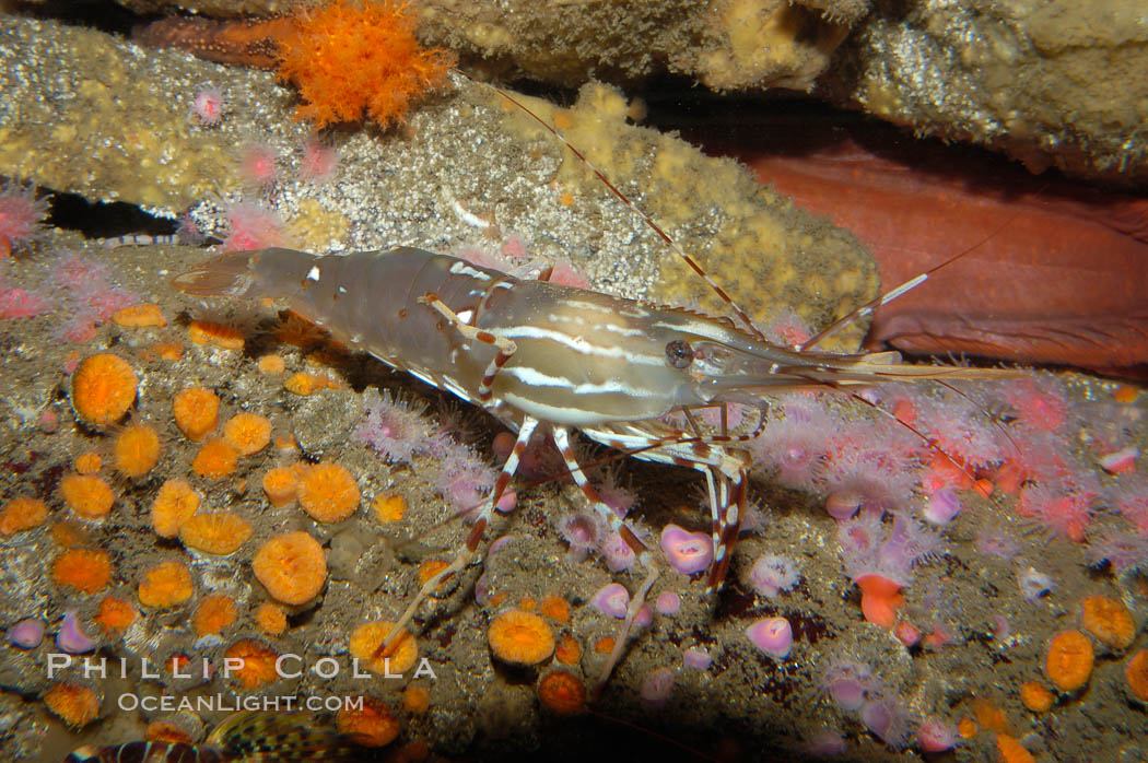 Spot prawn., Pandalus platycaros, natural history stock photograph, photo id 08983