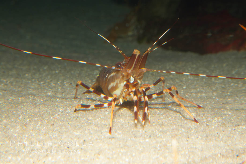 Spot prawn., Pandalus platycaros, natural history stock photograph, photo id 12876