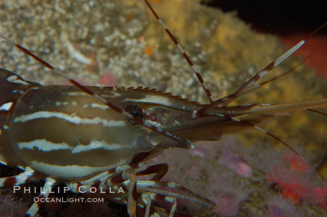 Spot prawn., Pandalus platycaros, natural history stock photograph, photo id 08985
