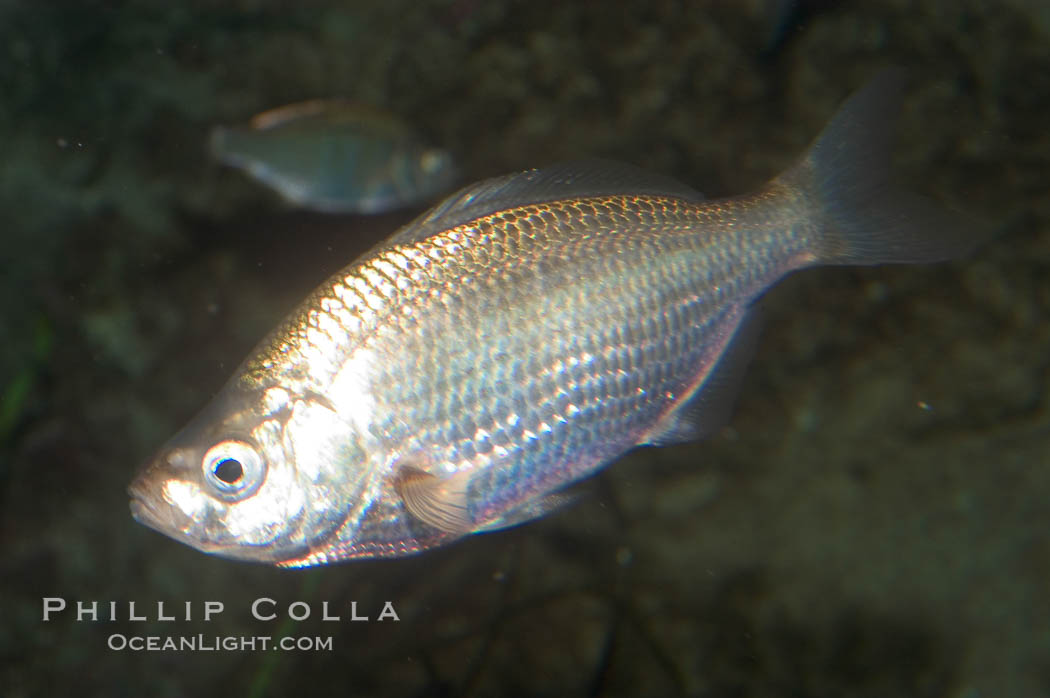 Spotfin surfperch., Hyperprosopon anale, natural history stock photograph, photo id 07890