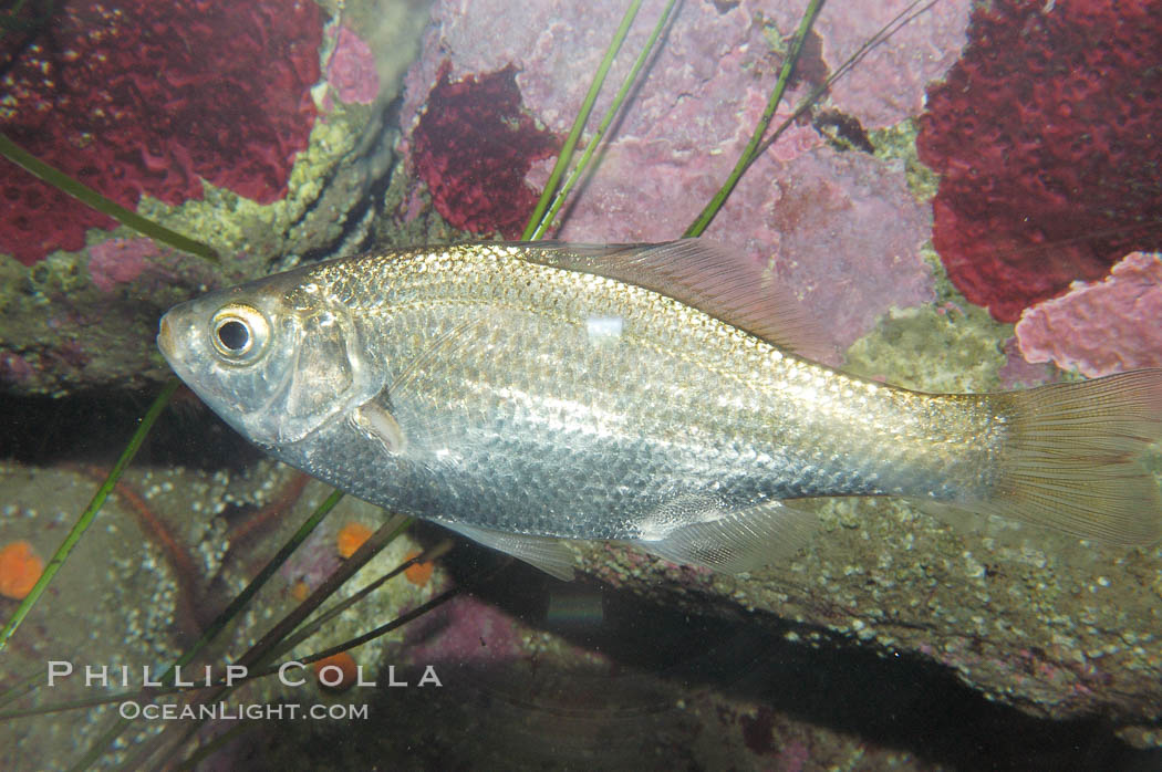 Spotfin surfperch., Hyperprosopon anale, natural history stock photograph, photo id 08997