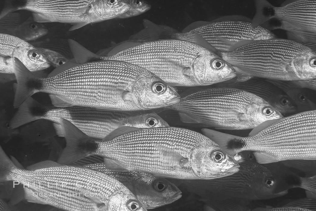 Spottail grunt fish schooling, Isla San Francisquito, Sea of Cortez. Baja California, Mexico, natural history stock photograph, photo id 33650