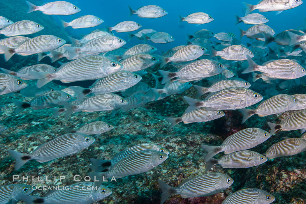 Spottail grunt fish schooling, Isla San Francisquito, Sea of Cortez. Baja California, Mexico, natural history stock photograph, photo id 32573