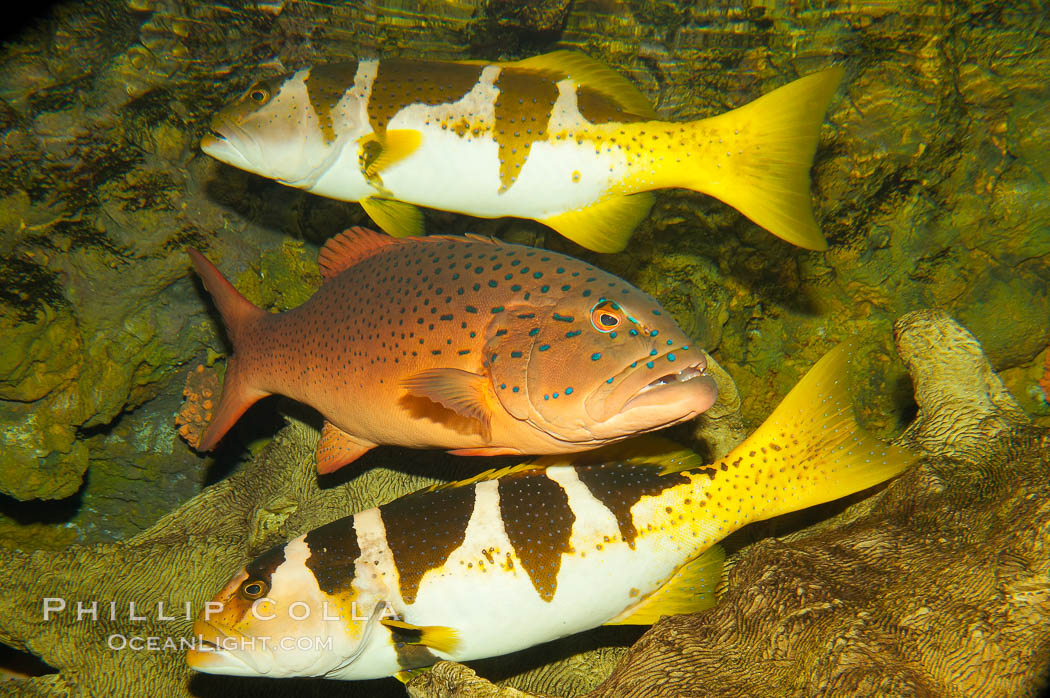 Spotted coralgrouper (center) and two saddleback coralgrouper (top, bottom)., Plectropomus laevis, Plectropomus maculatus, natural history stock photograph, photo id 12918