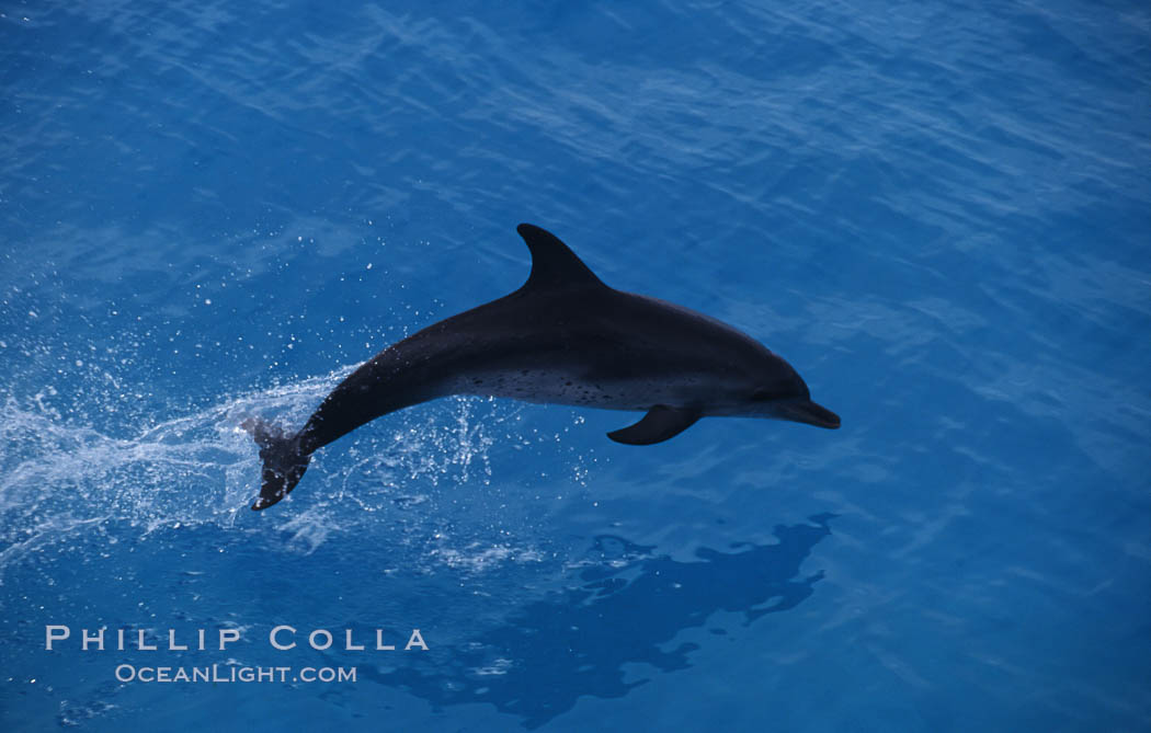 Atlantic spotted dolphin. Bahamas, Stenella frontalis, natural history stock photograph, photo id 00684