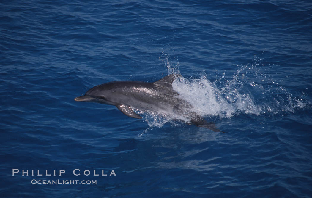Atlantic spotted dolphin. Bahamas, Stenella frontalis, natural history stock photograph, photo id 00683