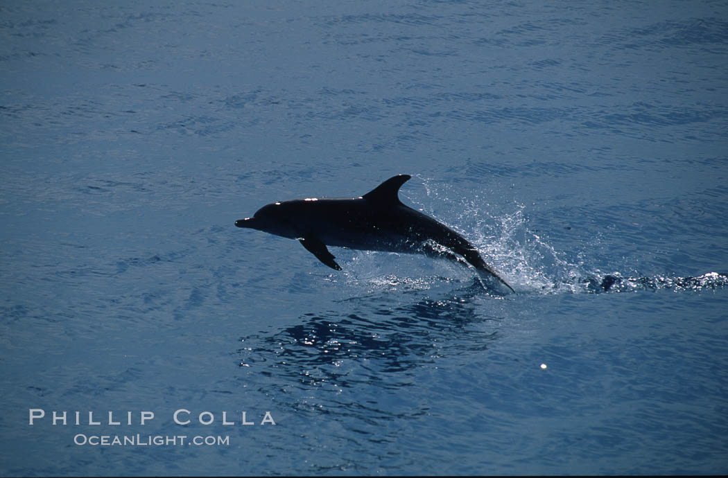 Atlantic spotted dolphin. Bahamas, Stenella frontalis, natural history stock photograph, photo id 00681
