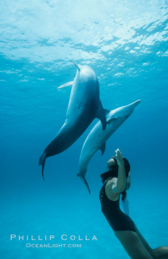 Atlantic spotted dolphin, Olympic swimmer Mikako Kotani. Bahamas, Stenella frontalis, natural history stock photograph, photo id 00019