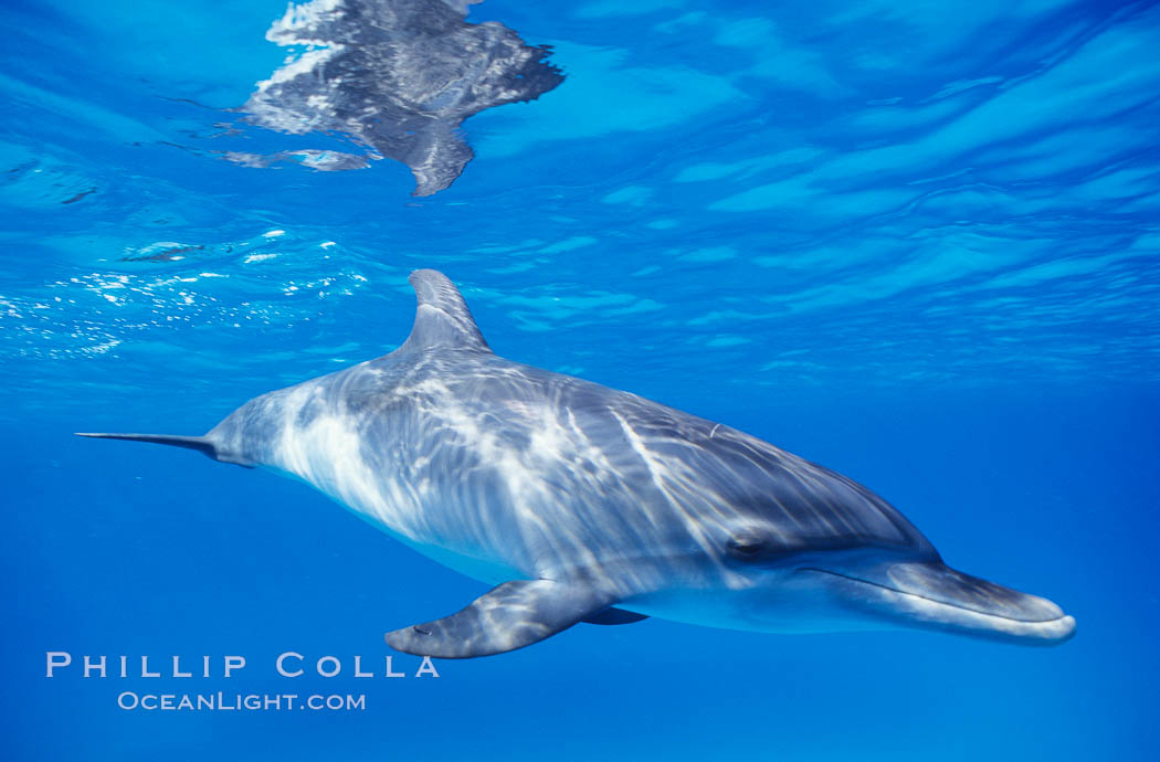 Atlantic spotted dolphin, juvenile. Bahamas, Stenella frontalis, natural history stock photograph, photo id 00679