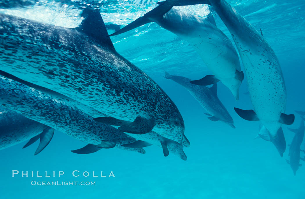Atlantic spotted dolphin. Bahamas, Stenella frontalis, natural history stock photograph, photo id 00017