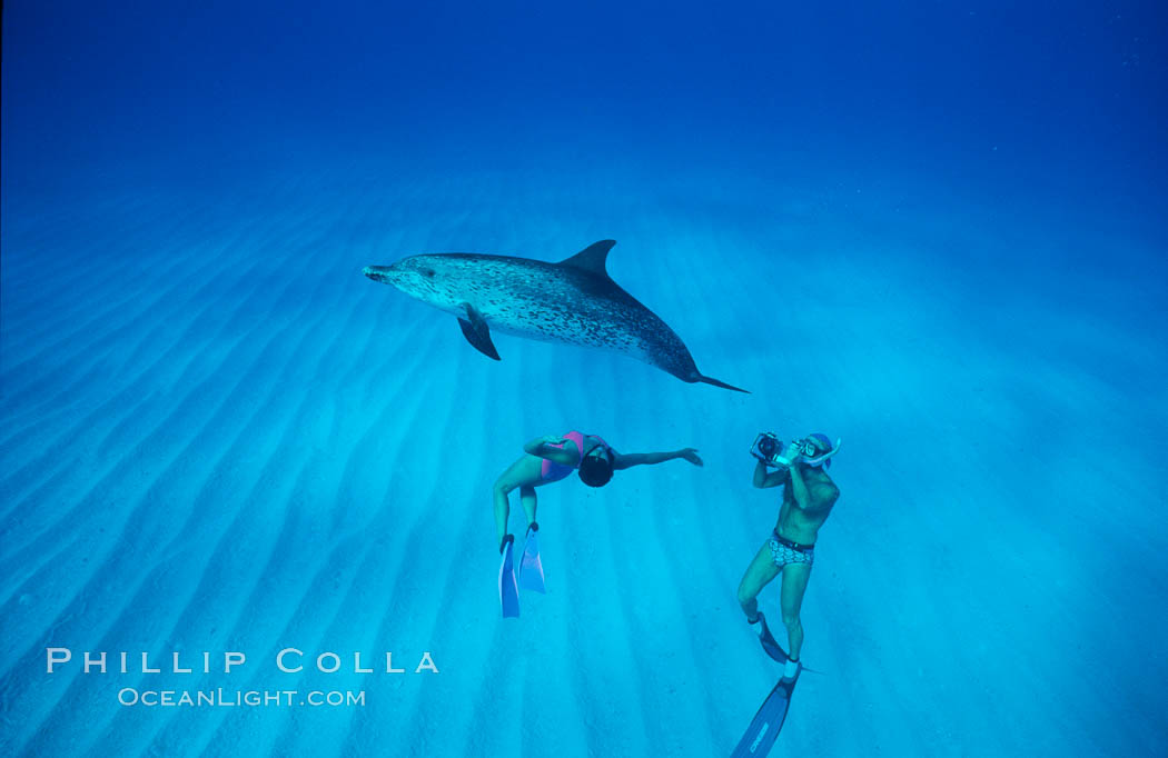Atlantic spotted dolphin, swimmer Mikako Kotani, videographer Harrison Stubbs. Bahamas, Stenella frontalis, natural history stock photograph, photo id 02021