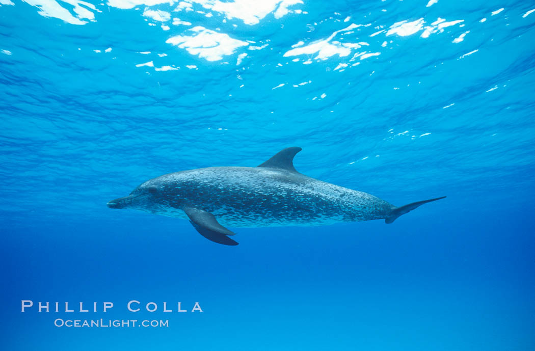Atlantic spotted dolphin. Bahamas, Stenella frontalis, natural history stock photograph, photo id 04889