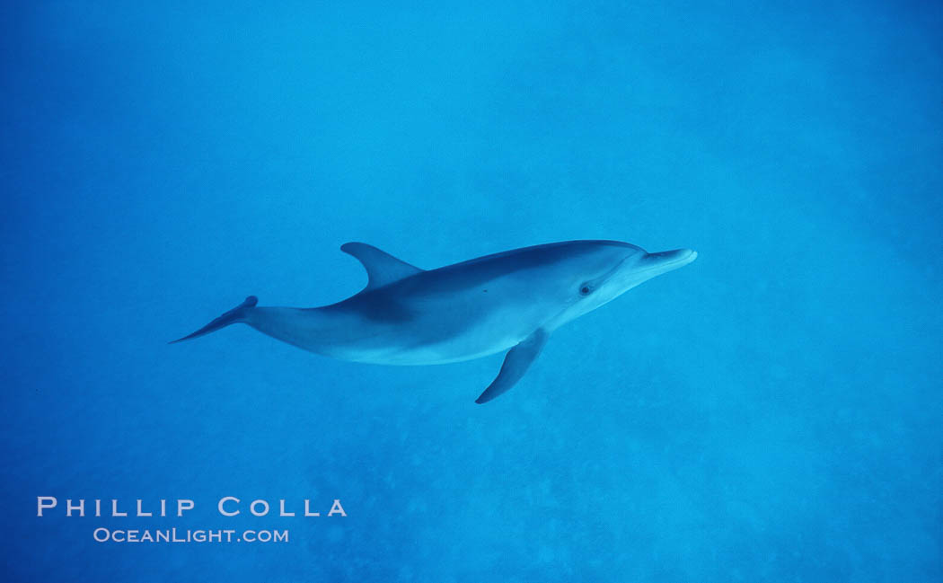 Atlantic spotted dolphin. Bahamas, Stenella frontalis, natural history stock photograph, photo id 04901