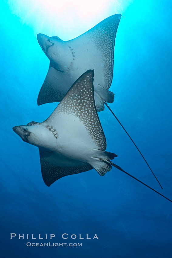 Spotted eagle rays. Wolf Island, Galapagos Islands, Ecuador, Aetobatus narinari, natural history stock photograph, photo id 16333