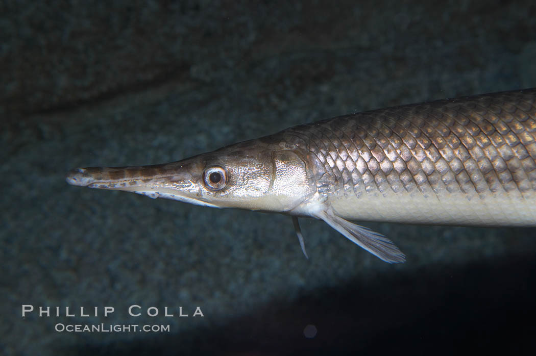 Gar Animal