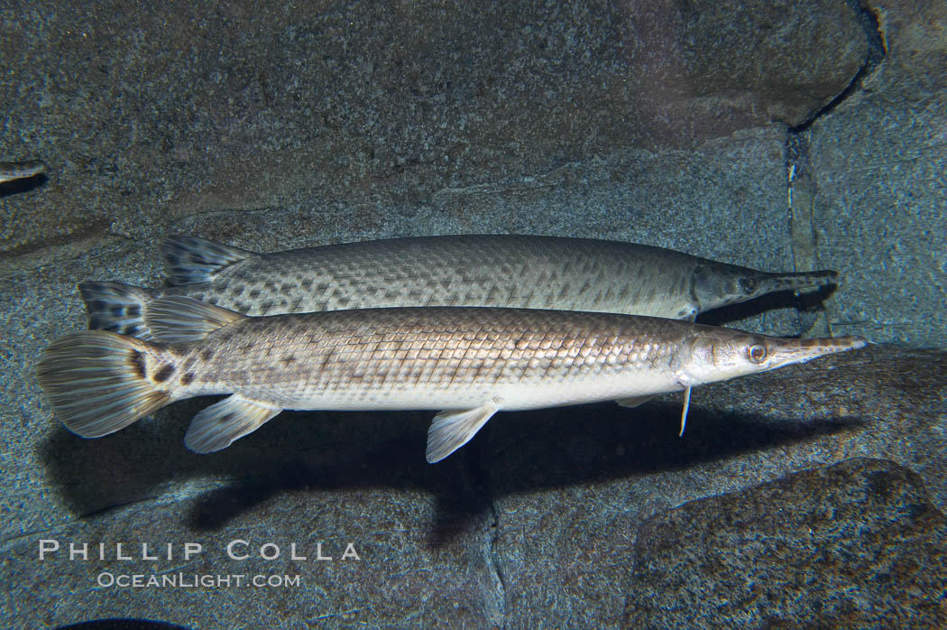 Spotted gar., Lepisosteus oculatus, natural history stock photograph, photo id 14709