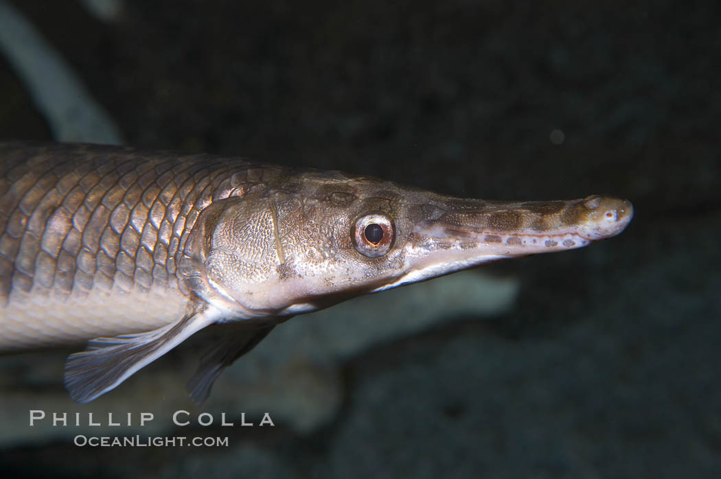 Spotted gar., Lepisosteus oculatus, natural history stock photograph, photo id 14711