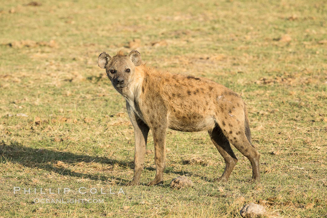 Spotted hyena, Amboseli National Park, Kenya., Crocuta crocuta, natural history stock photograph, photo id 29522