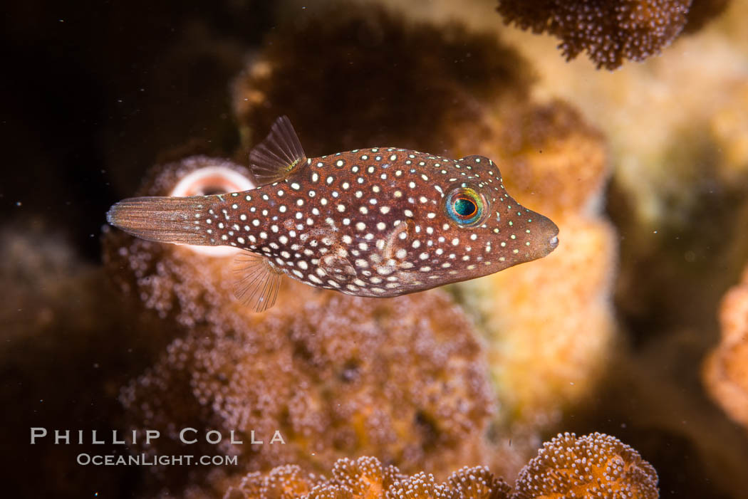 Spotted sharpnose puffer fish, Sea of Cortez, Baja California, Mexico, Canthigaster punctatissima. Isla San Francisquito, natural history stock photograph, photo id 33642