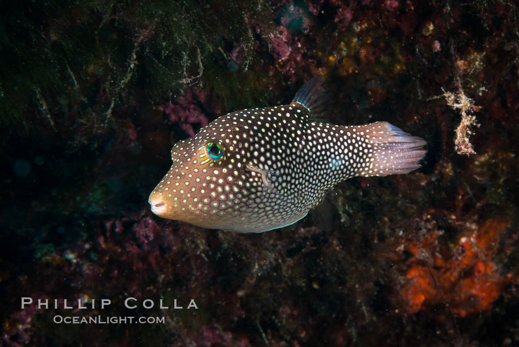 Spotted sharpnose puffer fish, Sea of Cortez, Baja California, Mexico, Canthigaster punctatissima. Isla San Diego, natural history stock photograph, photo id 33547