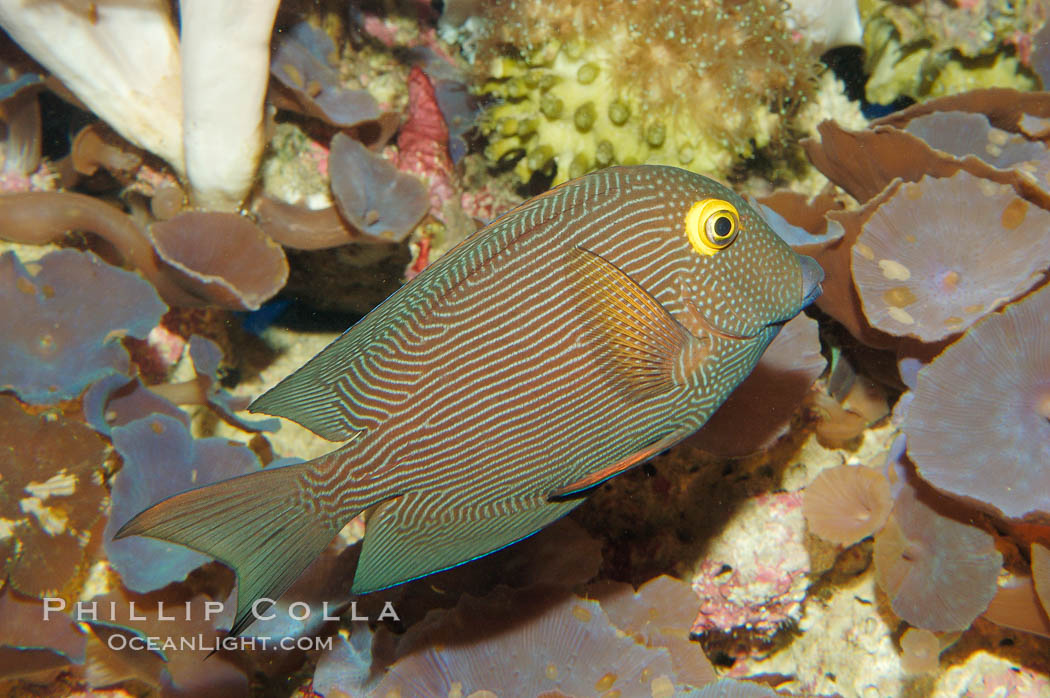 Kole tang (aka, goldring surgeonfish)., Ctenochaetus strigosus, natural history stock photograph, photo id 08674