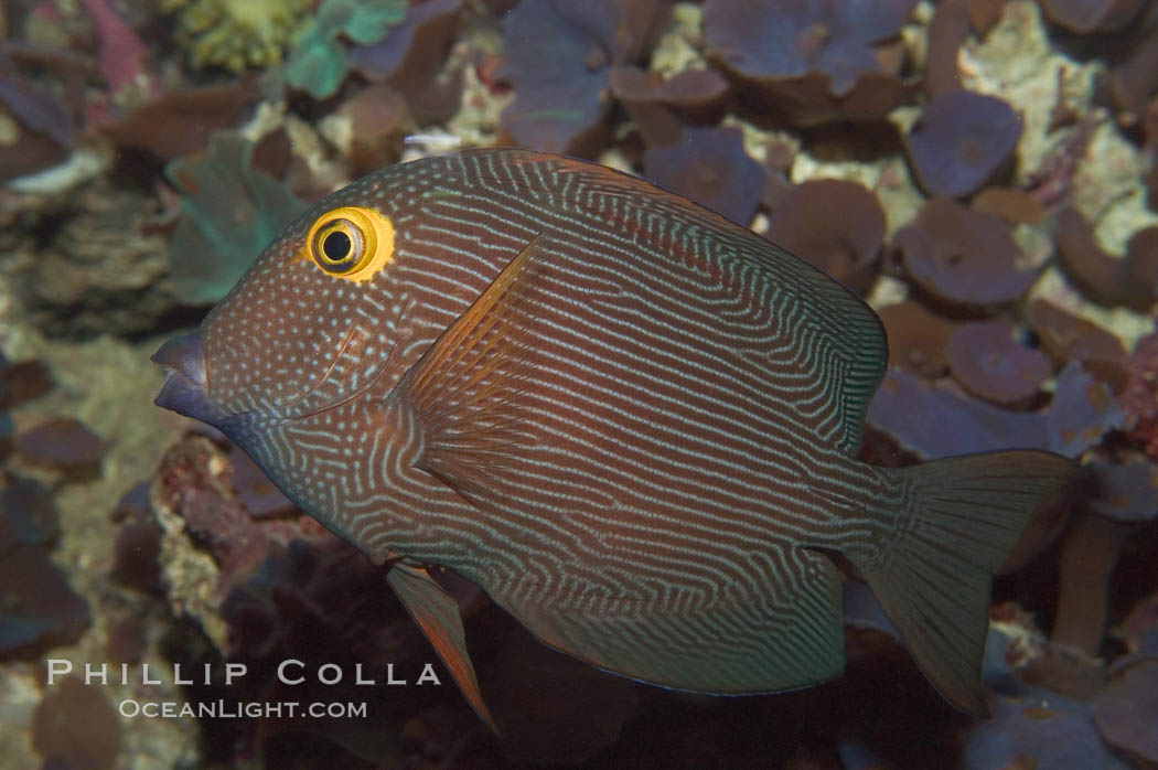 Kole tang (aka, goldring surgeonfish)., Ctenochaetus strigosus, natural history stock photograph, photo id 07827