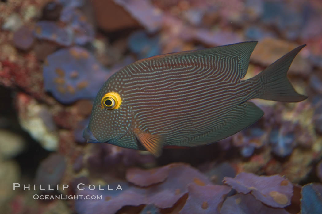 Kole tang (aka, goldring surgeonfish)., Ctenochaetus strigosus, natural history stock photograph, photo id 07825