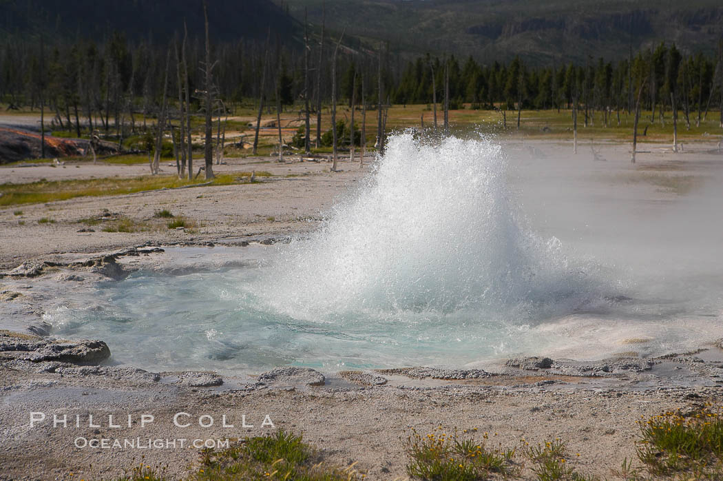 Spouter Geyser erupts a few feet high, lasting for several hours followed by quiet period of a few hours. Black Sand Basin, Yellowstone National Park, Wyoming, USA, natural history stock photograph, photo id 13518