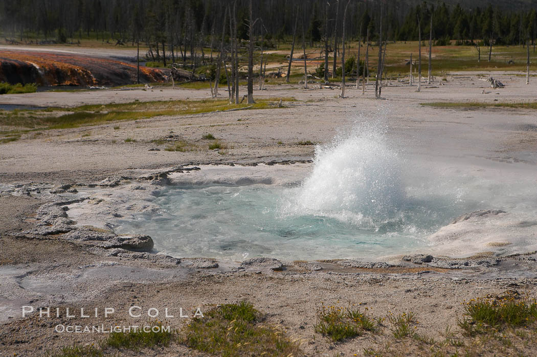 Spouter Geyser erupts a few feet high, lasting for several hours followed by quiet period of a few hours. Black Sand Basin, Yellowstone National Park, Wyoming, USA, natural history stock photograph, photo id 13520