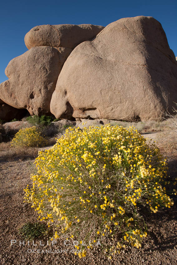 Spring Flower Bloom In Joshua Tree National Park Photo, Stock Photo of