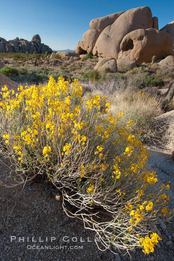 Spring flower bloom in Joshua Tree National Park. California, USA, natural history stock photograph, photo id 26749