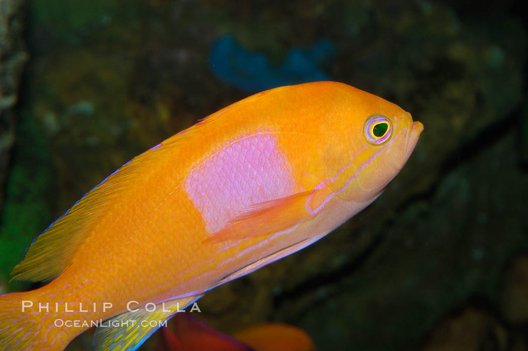 Square-spot fairy basslet, male coloration., Pseudanthias pleurotaenia, natural history stock photograph, photo id 08858