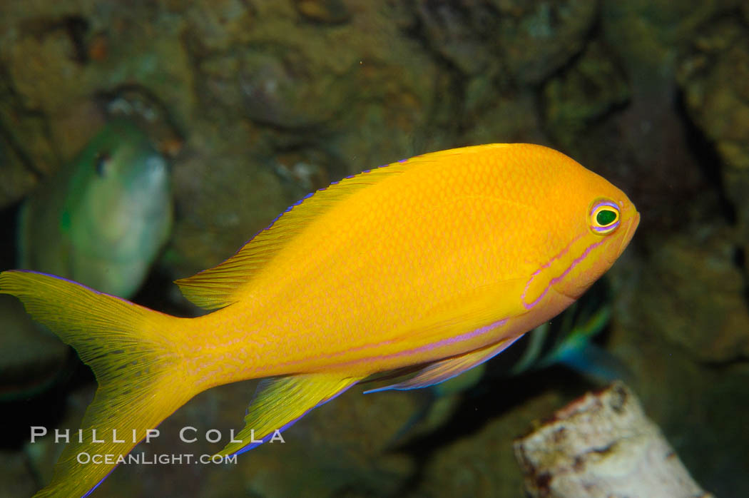 Square-spot fairy basslet, female coloration., Pseudanthias pleurotaenia, natural history stock photograph, photo id 08883