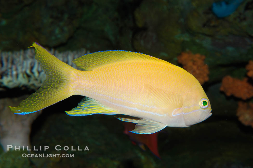 Square-spot fairy basslet, female coloration., Pseudanthias pleurotaenia, natural history stock photograph, photo id 08885