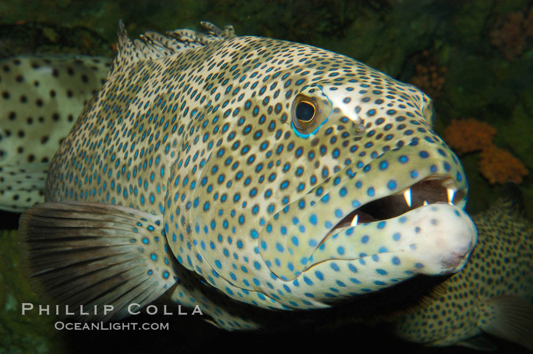 Squaretail coralgrouper., Plectropomus areolatus, natural history stock photograph, photo id 08838