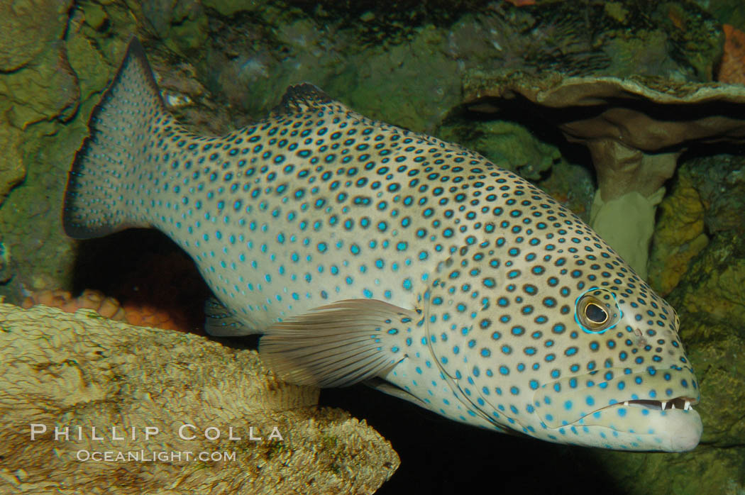 Squaretail coralgrouper., Plectropomus areolatus, natural history stock photograph, photo id 08842