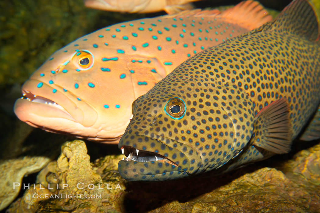 Squaretail coralgrouper (front) and spotted coralgrouper (rear)., Plectropomus areolatus, Plectropomus maculatus, natural history stock photograph, photo id 12914