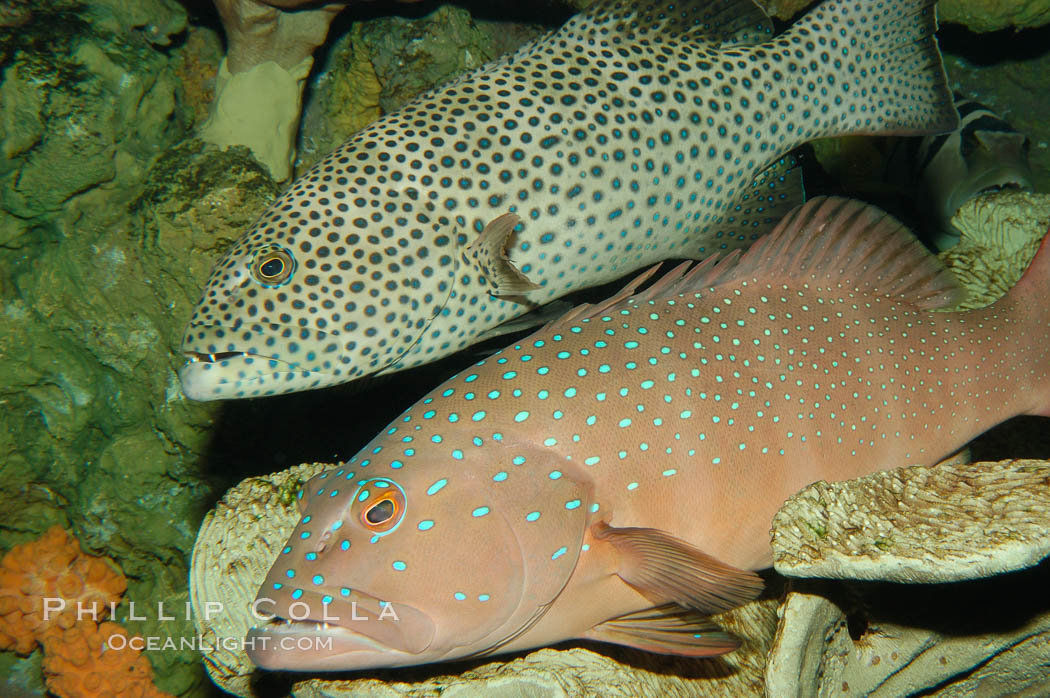 Squaretail coralgrouper (upper) and spotted coralgrouper (lower)., Plectropomus areolatus, Plectropomus maculatus, natural history stock photograph, photo id 08836