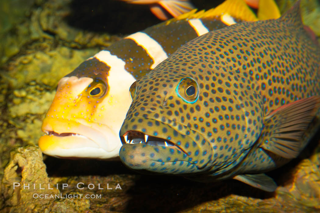 Squaretail coralgrouper (front) and saddleback coralgrouper (rear)., Plectropomus areolatus, Plectropomus laevis, natural history stock photograph, photo id 12916